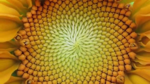 labimg_870_Sunflower