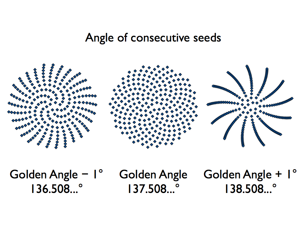 Sunflower-seed-golden-angle-diagram.001.png